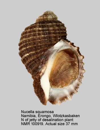 Nucella squamosa (4).jpg - Nucella squamosa (Lamarck,1816)